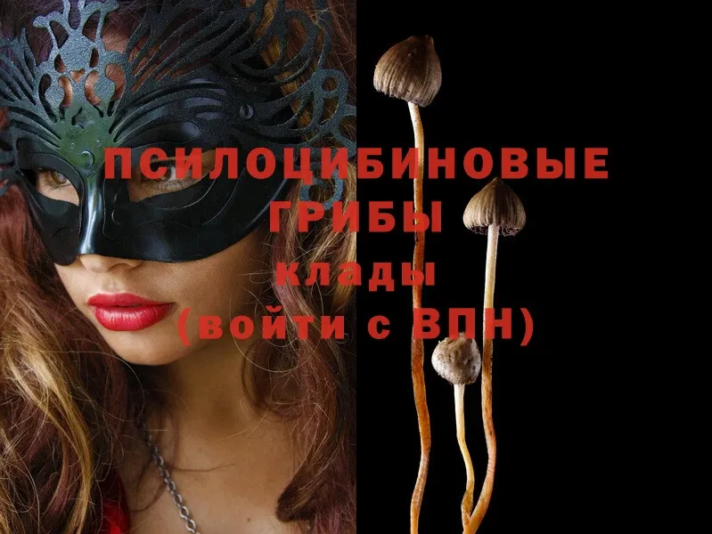 Псилоцибиновые грибы Psilocybe  купить   blacksprut зеркало  Бодайбо 