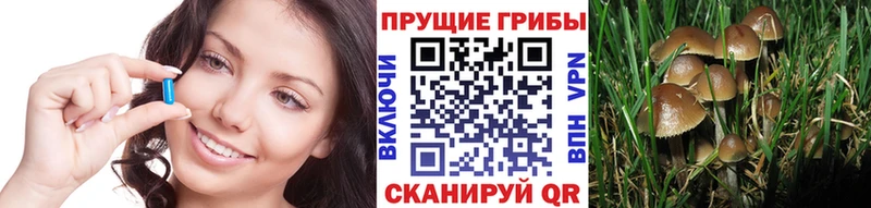 кракен ССЫЛКА Бодайбо Псилоцибиновые грибы Magic Shrooms